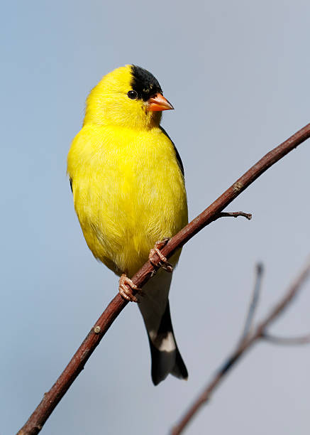 istock Male American Goldfinch 530828410
