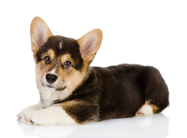 istock pembroke Welsh Corgi puppy. looking at camera. 530828512
