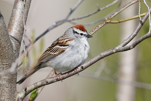 Chipping Sparow (Spizella passerina) perched in a tree - Ontario, Canada