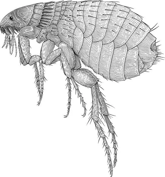 Vector illustration of Flea