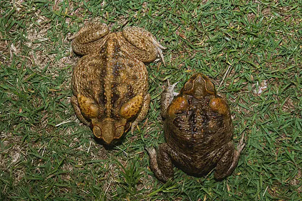 Two large female cane toads lying on the grass after capture.