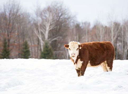 Hereford cow standing in snow.