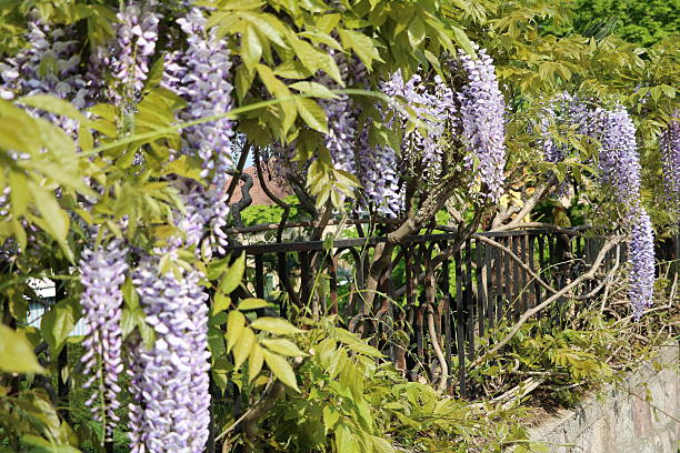 Wisteria flowers on fence Wisteria flowers on fence wisteria frutescens stock pictures, royalty-free photos & images