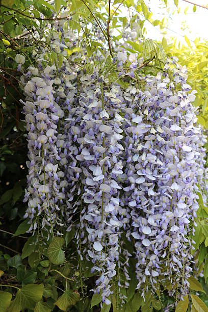 Japanese wisteria in spring Japanese wisteria in spring wisteria frutescens stock pictures, royalty-free photos & images