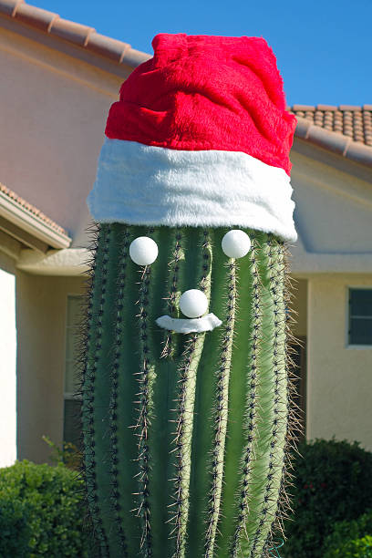 Santa Claus Cactus Santa hat on a saguaro cactus, Tucson, Arizona. tucson christmas stock pictures, royalty-free photos & images