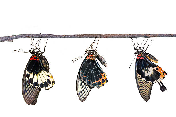 istock Isolated male and female great mormon butterfly 530829432