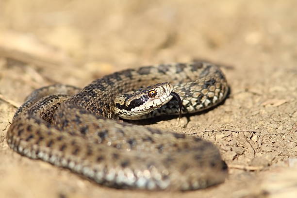 istock male meadow viper in defensive position 530829580