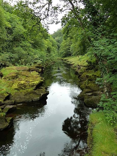 istock tranquil stream with overhanging trees and green grass 530829908