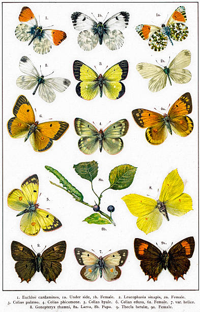 White and Yellow brimstones butterflies and larva Photo of an original antique lithograph from the "British and European butterflies and moths (Macrolepidoptera). By A. W. Kappel and W. Kirby published in 1895. butterfly colias hyale stock illustrations