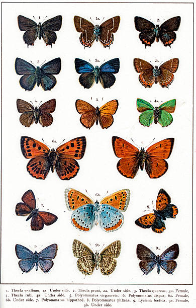 Thecla and Polyommatus butterflies Photo of an original antique lithograph from the "British and European butterflies and moths (Macrolepidoptera). By A. W. Kappel and W. Kirby published in 1895. taxonomy stock illustrations