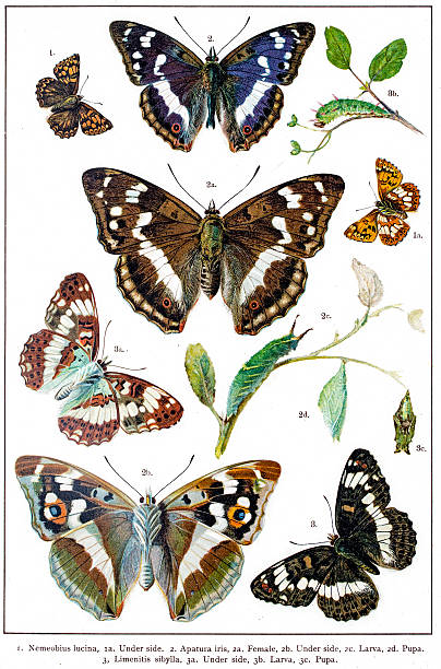 Duke of Burgundy, Purple Emperor and Admiral butterflies and larva Photo of an original antique lithograph from the "British and European butterflies and moths (Macrolepidoptera). By A. W. Kappel and W. Kirby published in 1895. taxonomy stock illustrations