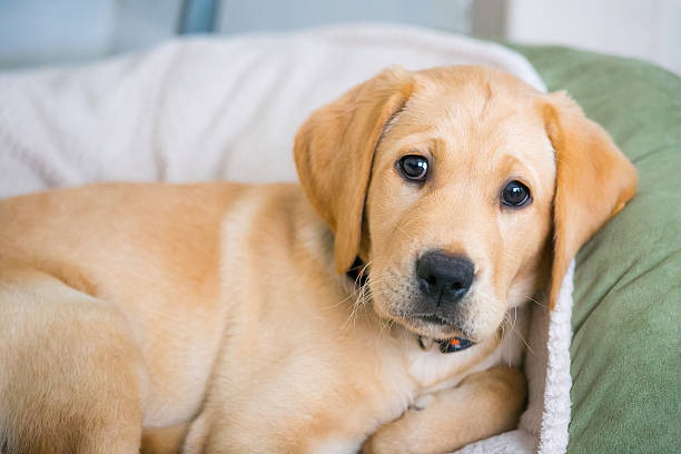 istock Just chilling close - stock image. 530830065