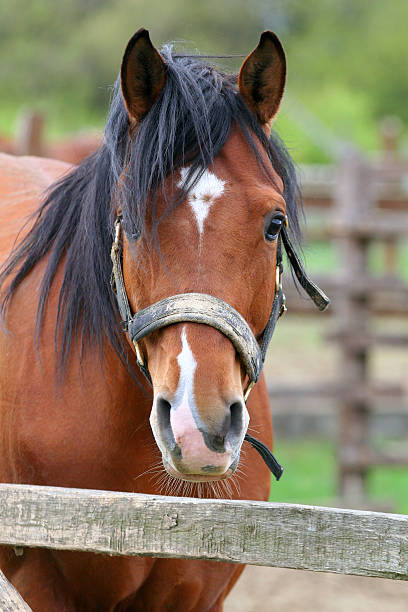 Head shot of a chestnut horse Beautiful brown thoroughbred horse head at farm dog and pony show stock pictures, royalty-free photos & images