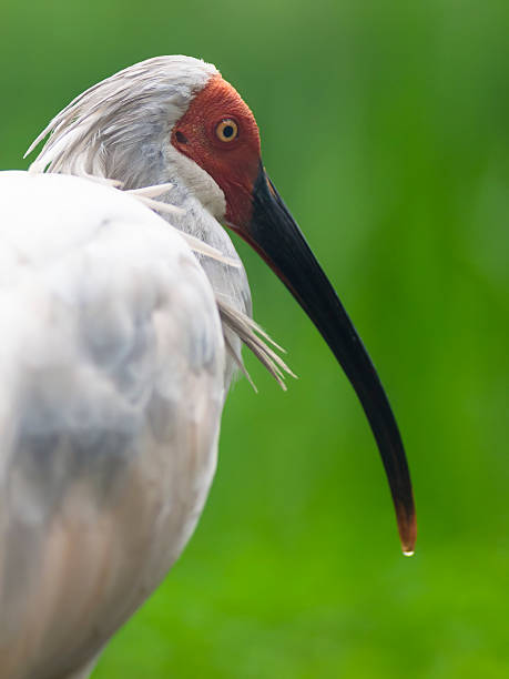 Japanese Toki or  Crested Ibis on Sado Island, Japan Side view portrait od Toki, a Japanese crested ibis  with scientific name Nipponia Nippon. It is on verge of extinction. Sado stock pictures, royalty-free photos & images