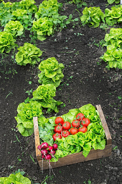 A crate full of raw vegetables-tomato, turnib and lettuce, leaning on the ground. Field with lettuce plants on background.