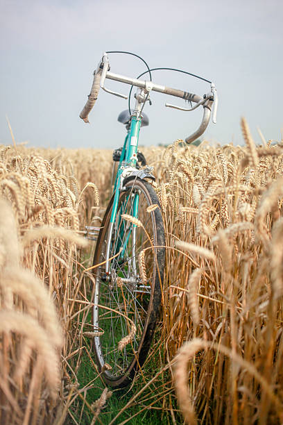 Sunny summer day near Amsterdam