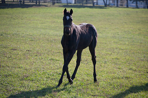 istock Baby horse in pasture. 530830595