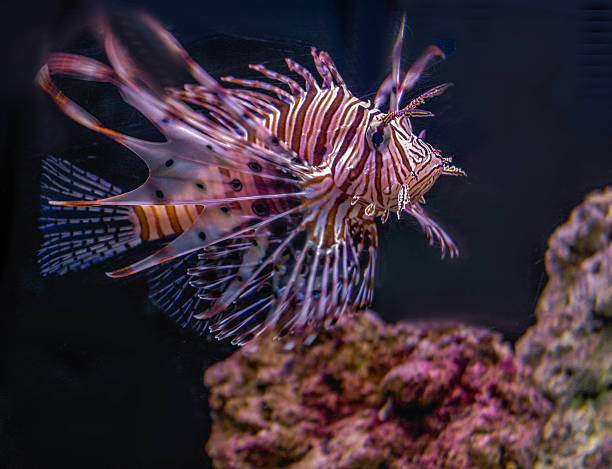 Fish Red Lion in Reef stock photo