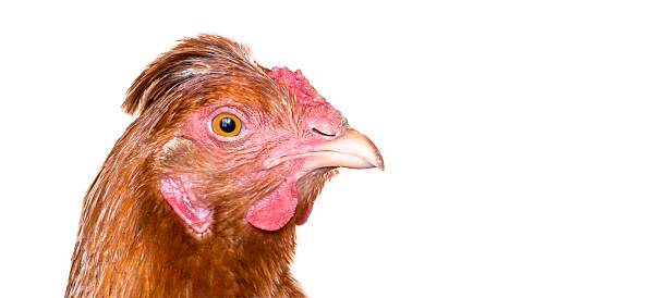istock Portrait of a chicken 530830978