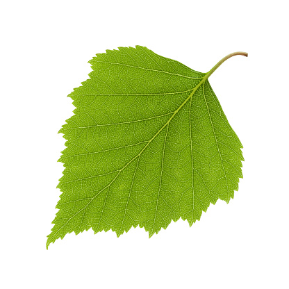 Birch leaf on white background. Clipping path included. Image was made using studio strobes.