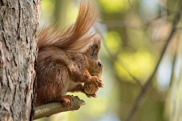 istock Squirrel carrying a nut on the branch 530831498