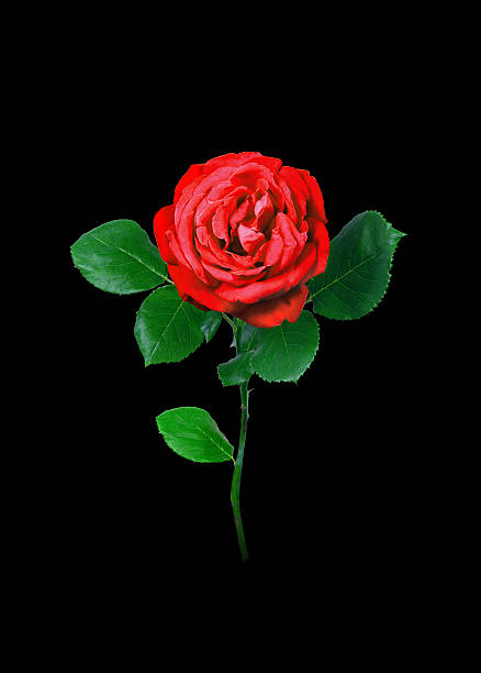 istock Red rose isolated on black background 530831599