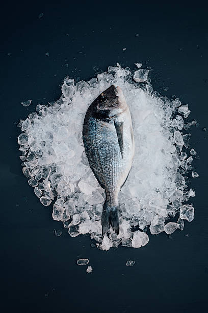 Sea bream on ice seafood still life