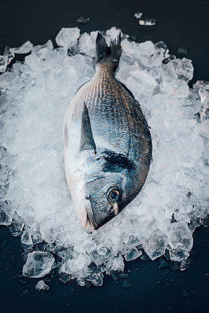 istock Sea bream on ice seafood still life 530831998