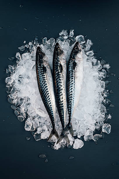 Mackerel fish on ice seafood still life Mackerel on ice seafood still life mackerel stock pictures, royalty-free photos & images