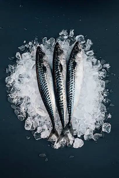 Mackerel on ice seafood still life