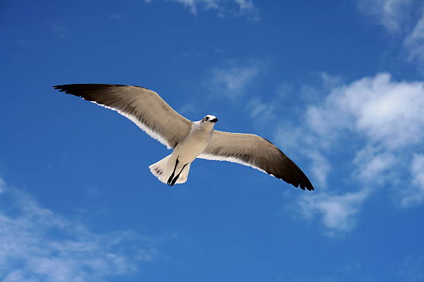 istock Seagull in the sky 530832361