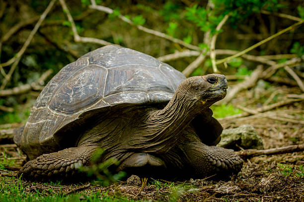 istock galapagos turtle in floreana island 530832385