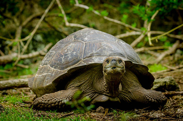 istock galapagos turtle in floreana island 530832387