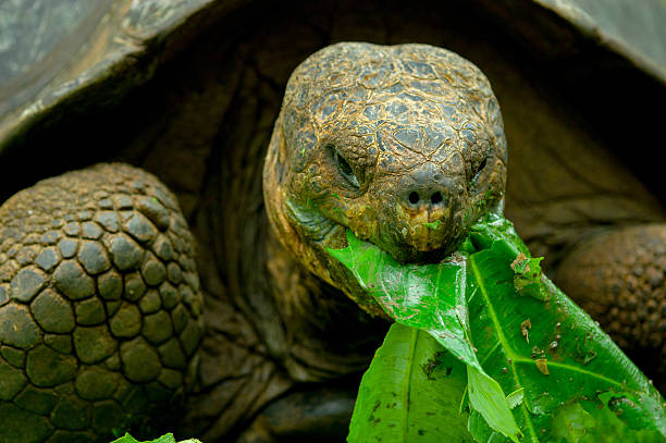 istock galapagos turtle in floreana island 530832389
