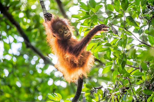Orangutan cub on the tree. Baby orangutan (Pongo pygmaeus) on the tree. Natural green background. Borneo rainforest jungle, Indonesia. island of borneo photos stock pictures, royalty-free photos & images