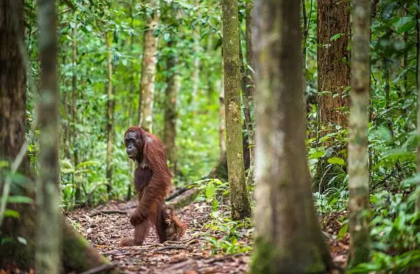 A female of the orangutan with a cub in a natural habitat. Rainforest of Borneo. indonesia