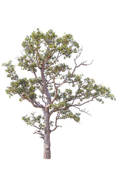 Tree Isolated stock photo