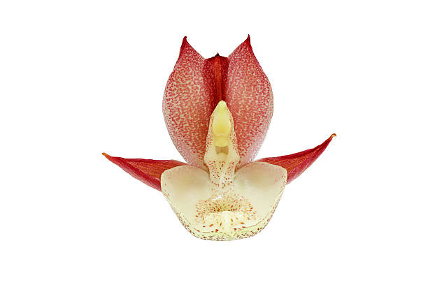 istock Pink orchid flower isolated on white 530833160