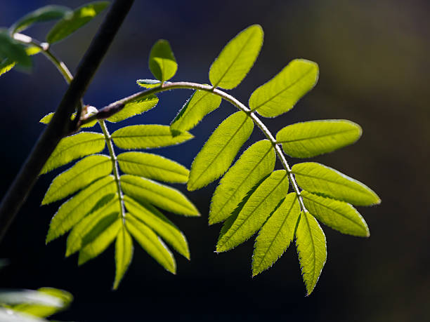 istock Fresh leaves of a mountain ash 530833502