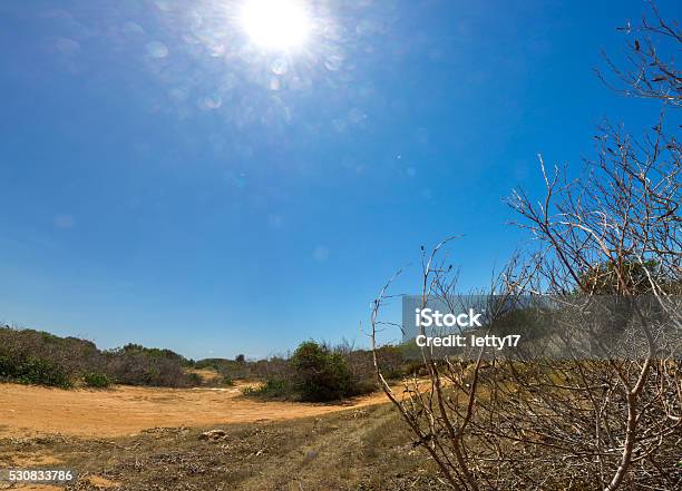 Drought Nature Stock Photo - Download Image Now - Accidents and Disasters, Bare Tree, Bush