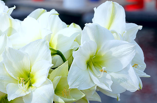 bianco amaryllis fiori - amaryllis foto e immagini stock