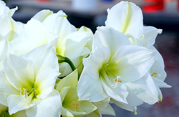 белый амариллис цветы - amaryllis стоковые фото и изображения