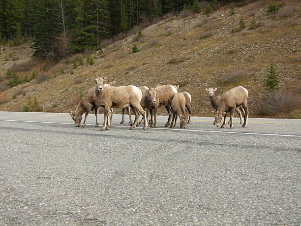 istock Herd of Mountain Sheep 530839679