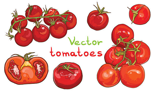 wektor zestaw. ilustracja przedstawiająca cherry pomidory i pomidory. - cherry tomato obrazy stock illustrations