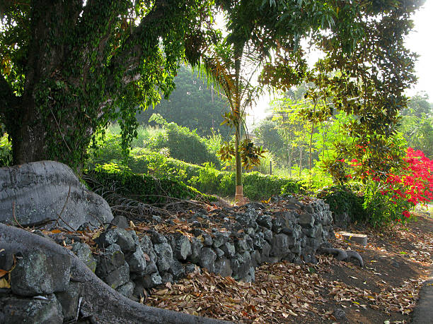 istock Rock Wall and Poinsetta Flowers in Hilo, Hawaii 530840657