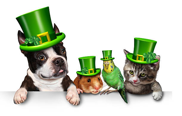 Green Spring Pet Sign Green Pet sign with a fun cat happy dog cute hamster and budgie wearing a spring shamrock hats with clover hanging on a horizontal white placard with copy space. budgerigar photos stock pictures, royalty-free photos & images