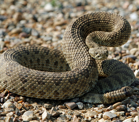 Rattle snake in striking position