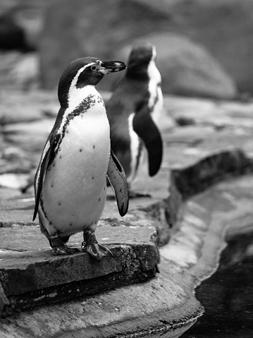 Humboldt Penguin standing on the edge of basin, spheniscus humboldti, in black and white