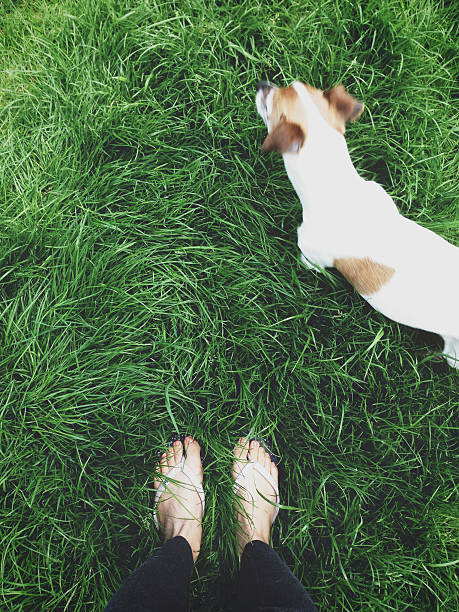 istock Woman feet with her dog on green grass 530842111