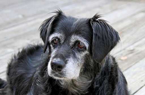 An older mixed breed Dog in their last years, being very attentive.  Focus on the eyes.